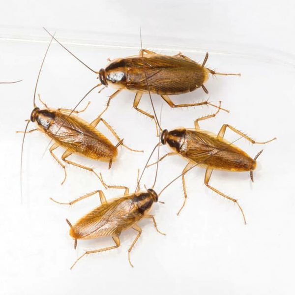 پاکسازان مشهد